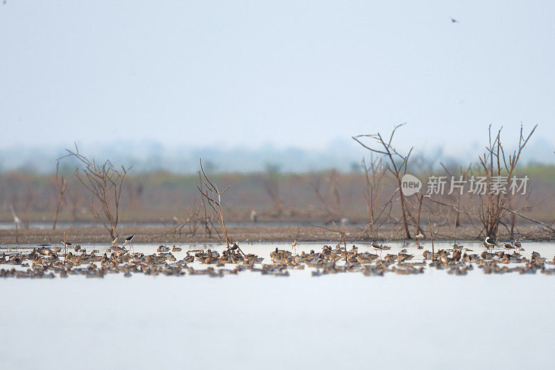 水鸟:成年雄性贝加尔湖水鸭(Siribionetta formosa)，也被称为双羽鸭或呱呱鸭。